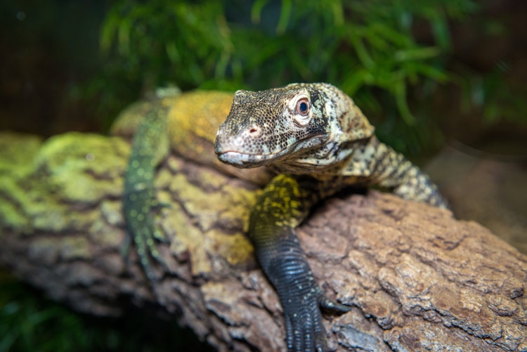 Photo of Komodo Dragon