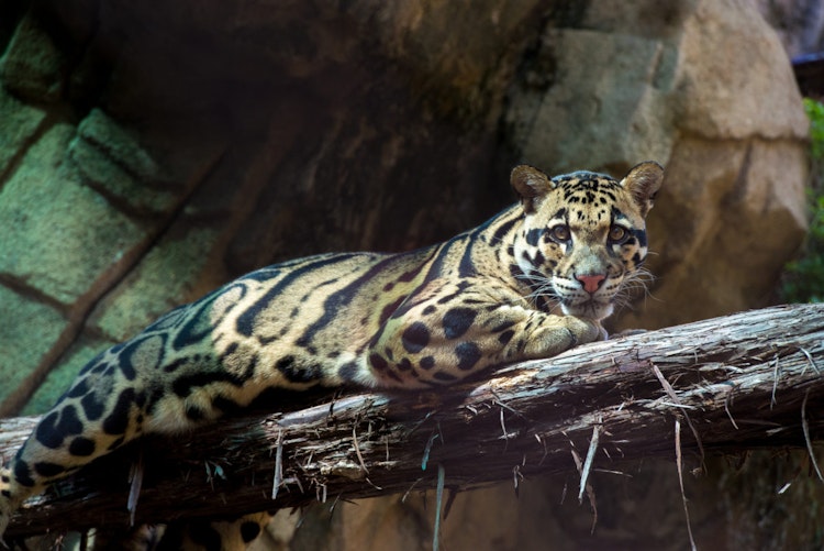 Photo of Clouded Leopard