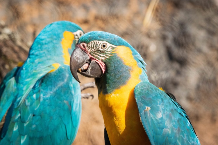 Photo of Blue-Throated Macaw  