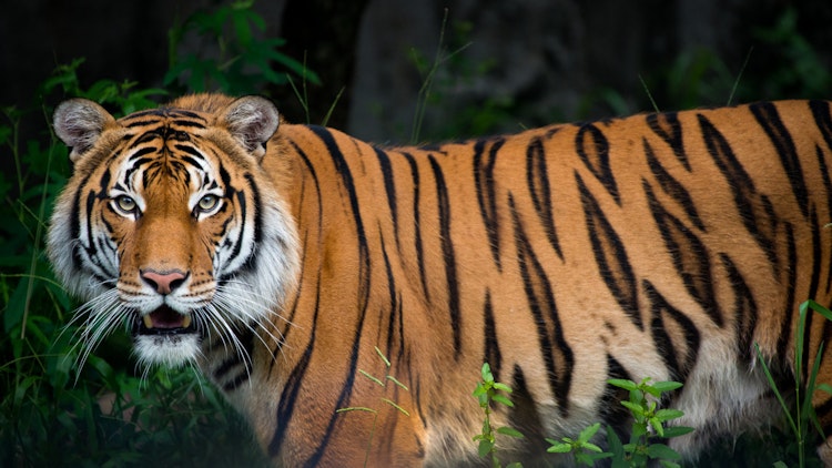 Photo of Malayan Tiger