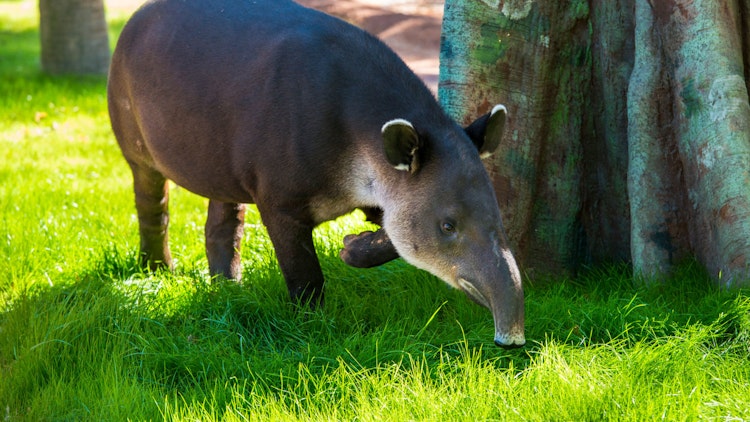 Photo of Baird's Tapir