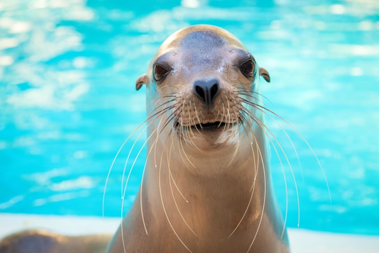 Photo of California Sea Lion