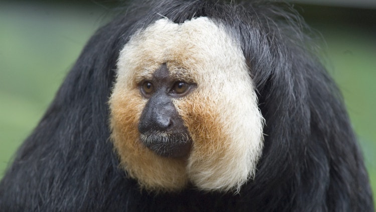 Photo of White-Faced Saki Monkey  
