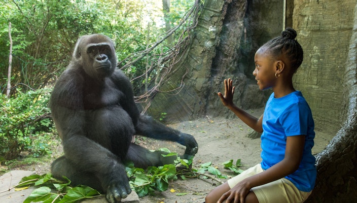 Photo of Congo Gorilla Forest