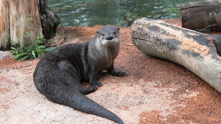 Photo of North American River Otter