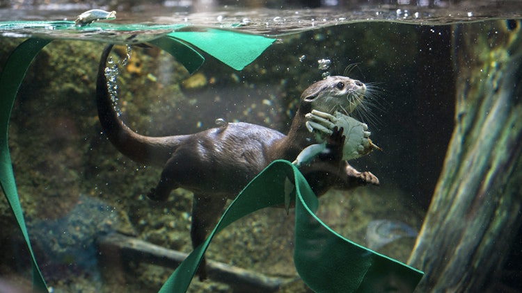 Photo of Asian Small-Clawed Otter