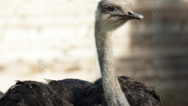 Photo of Ostrich  