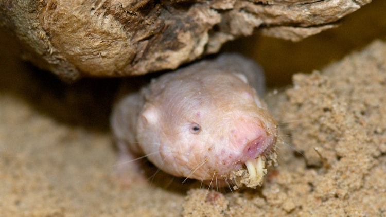Photo of Naked Mole Rat 