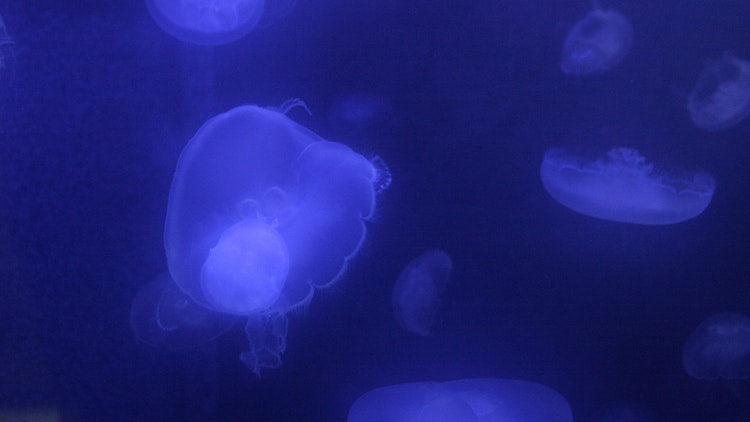 Photo of Moon Jellyfish