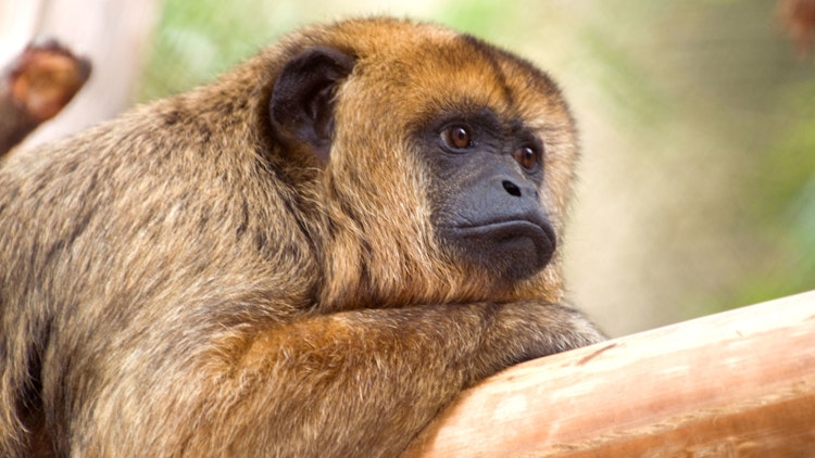 Photo of Howler Monkey 