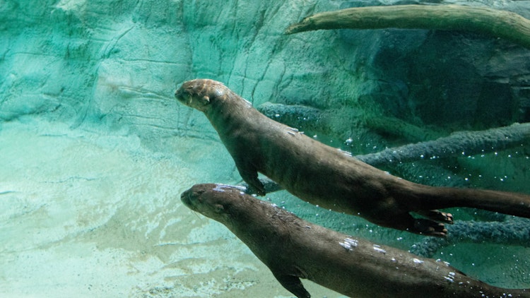Photo of Giant River Otter 