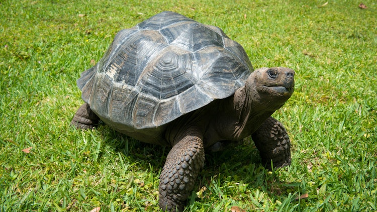 Photo of Galápagos Tortoise