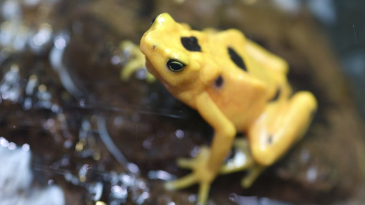 Photo of Panamanian Golden Frog 