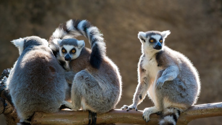 Photo of Lemur