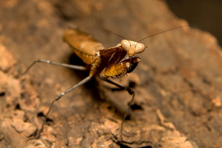 Photo of Bug House