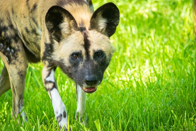 Photo of African Painted Dog
