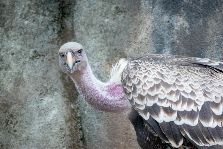 Photo of Vulture