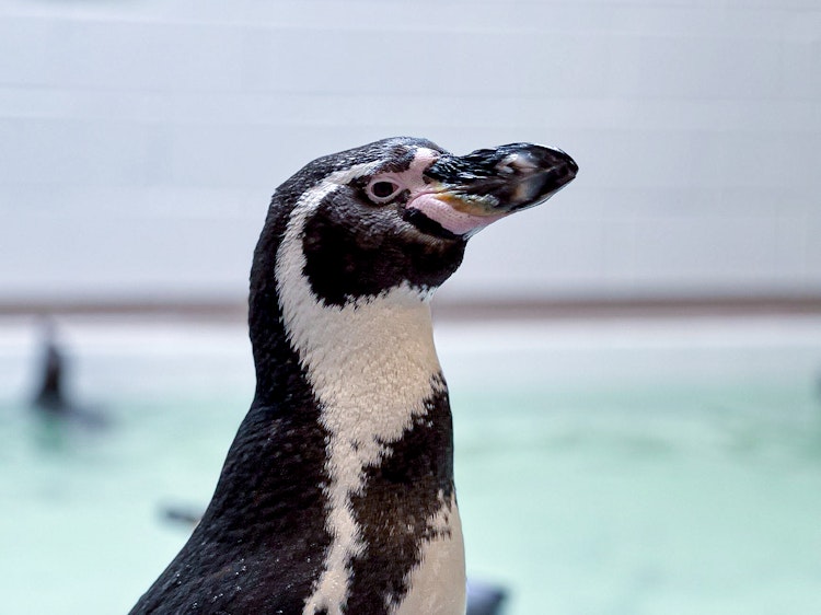 Photo of Humboldt Penguin