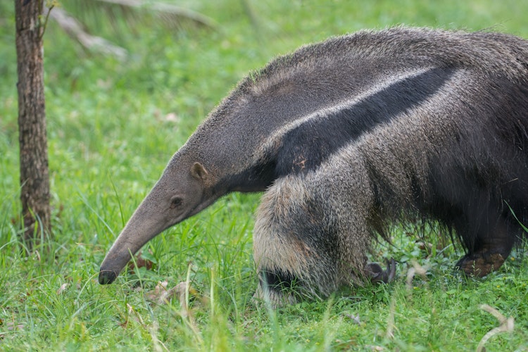 Photo of Anteater