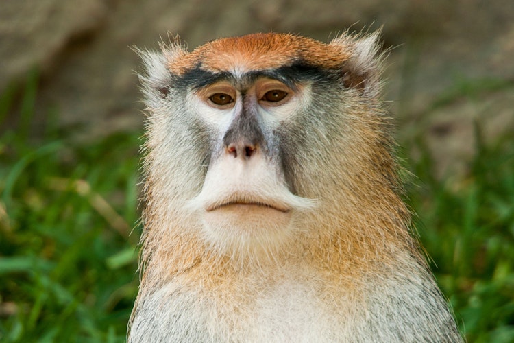 Photo of Patas Monkey