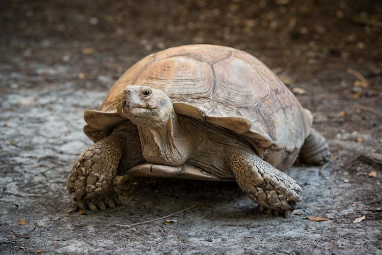 Photo of African Spur Thighed Tortoise
