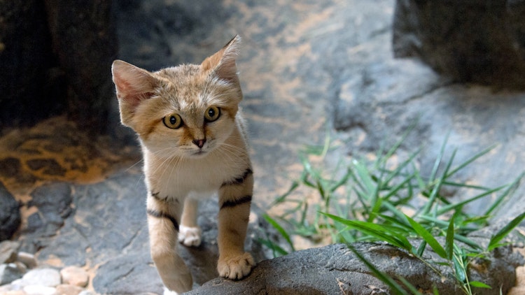 Photo of Sand Cats