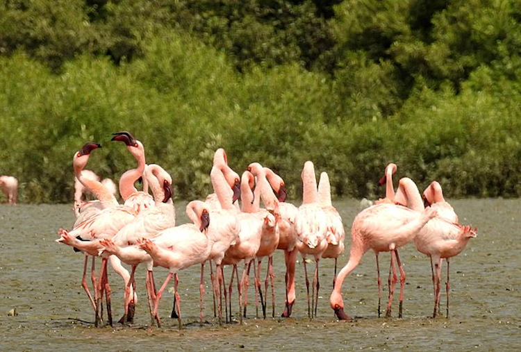 Photo of Lesser and Greater Flamingos