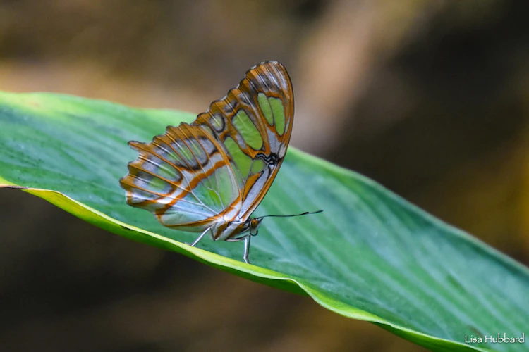 Photo of Butterfly Aviary