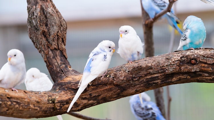 Photo of Budgie Landing