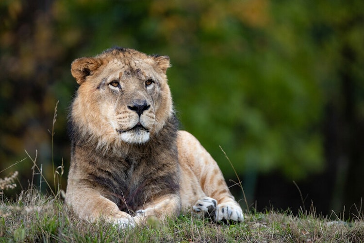 Photo of African Lions