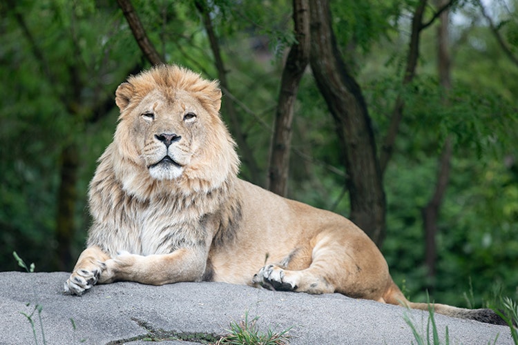 Photo of African Lions