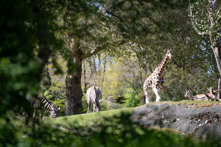 Photo of African Savanna