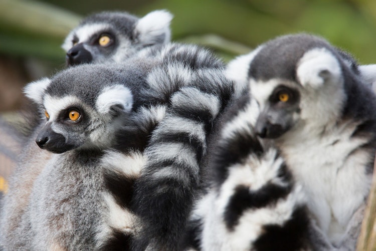 Photo of Ring-tailed Lemur