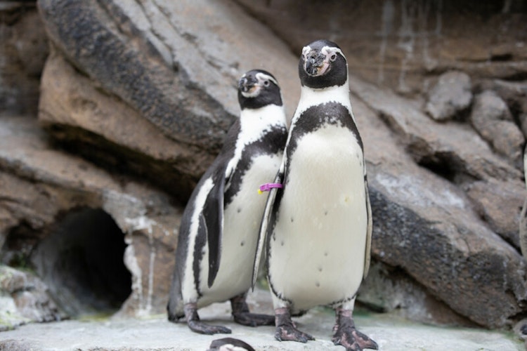 Photo of Humboldt Penguin