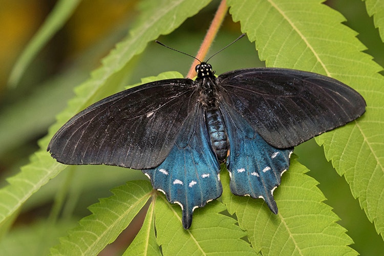 Photo of Butterfly Garden