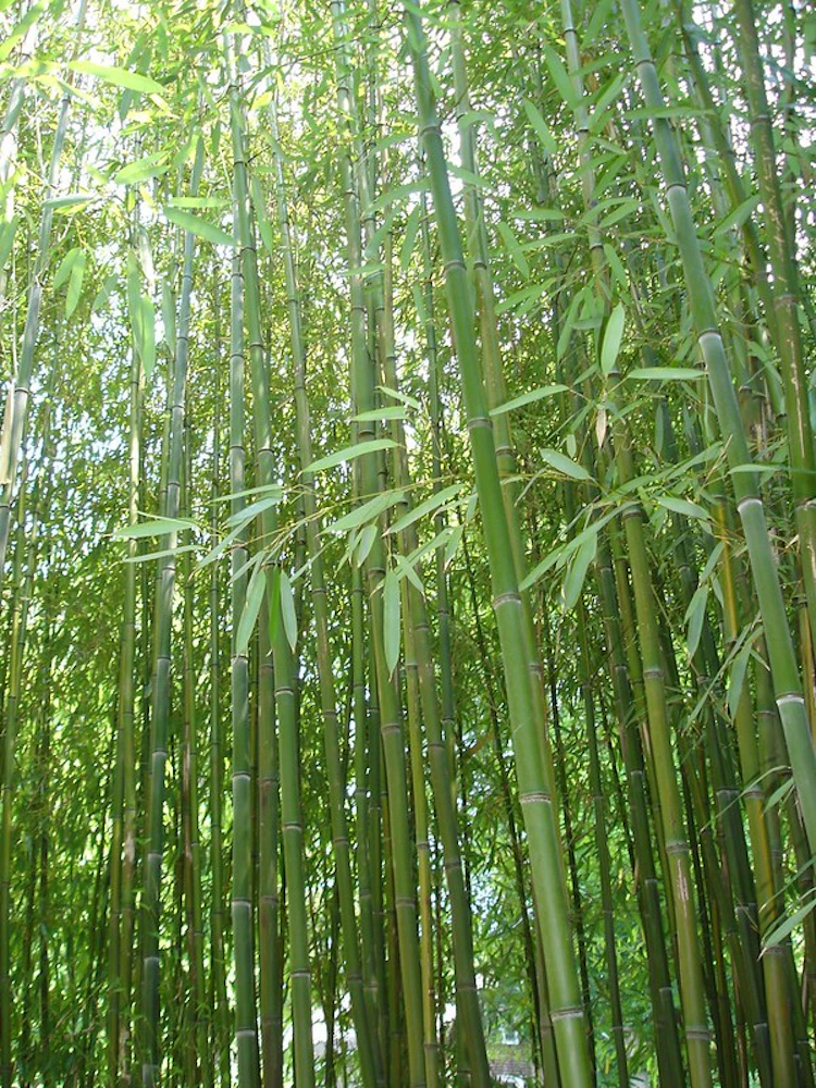Photo of Bamboo Groves