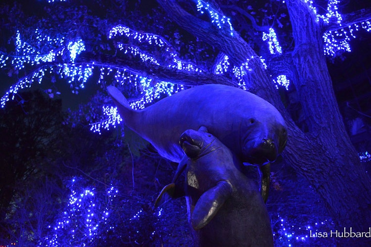 Photo of Merry Manatees