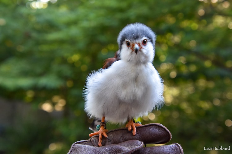 Photo of African Pygmy Falcon