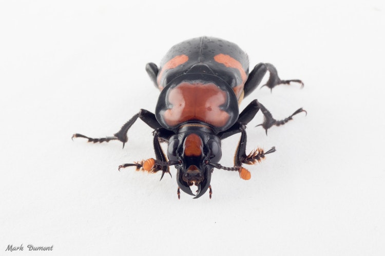 Photo of American Burying Beetle