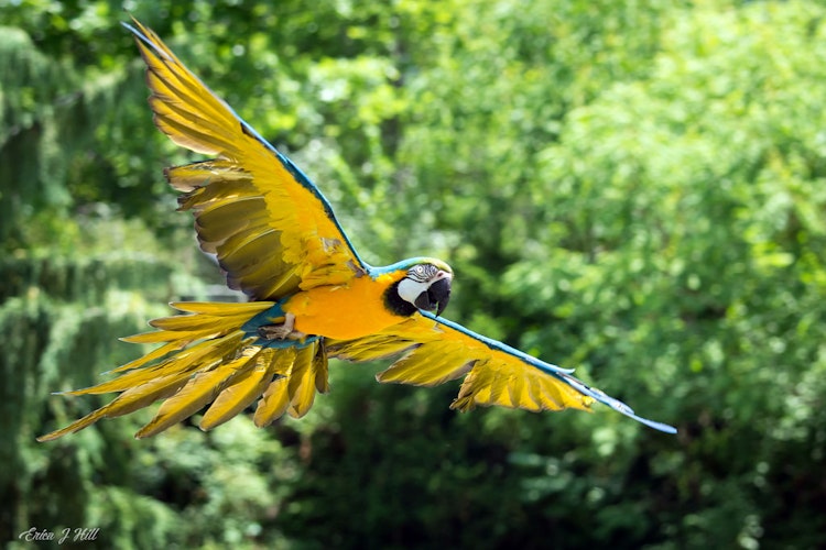 Photo of Blue and Gold Macaws