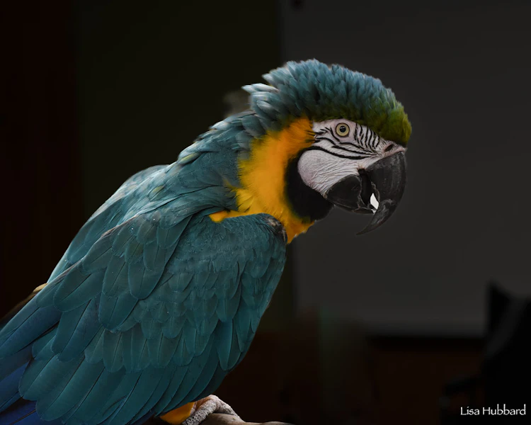 Photo of Blue-Throated Macaw