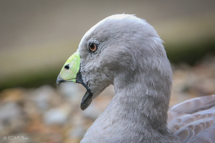 Photo of Cape Barron Goose
