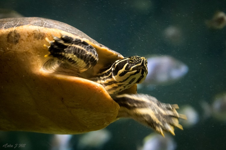 Photo of Common Cooter