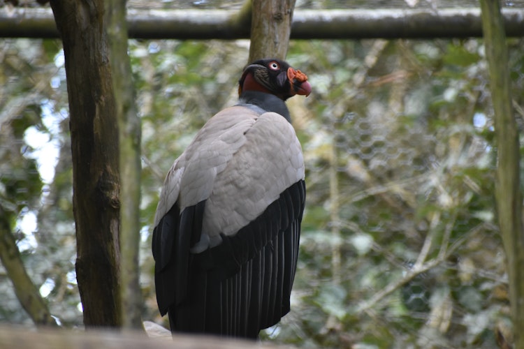 Photo of King Vultures