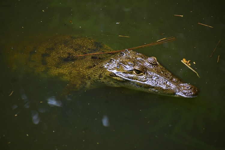 Photo of American Crocodile