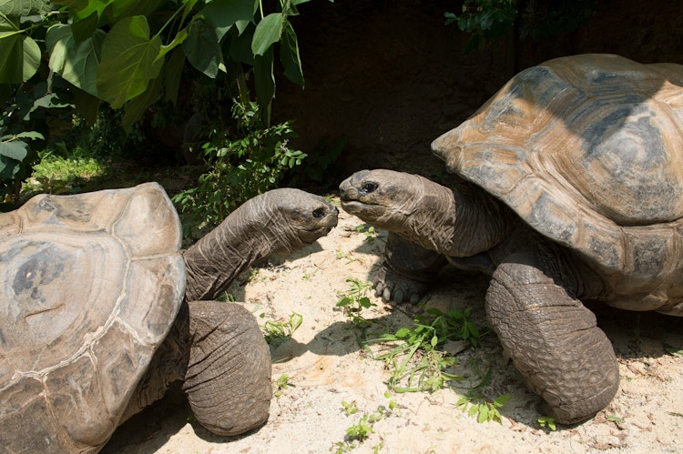 Photo of Aldabra Tortoises