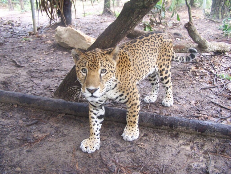 Photo of Martin the Jaguar