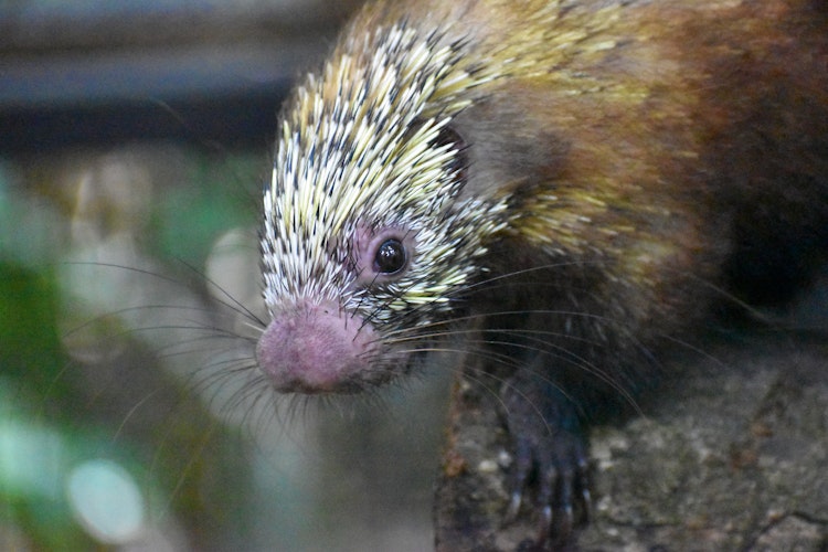 Photo of Porcupine