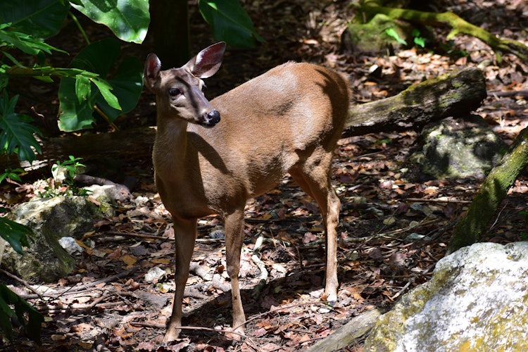 Photo of White Tailed Deer