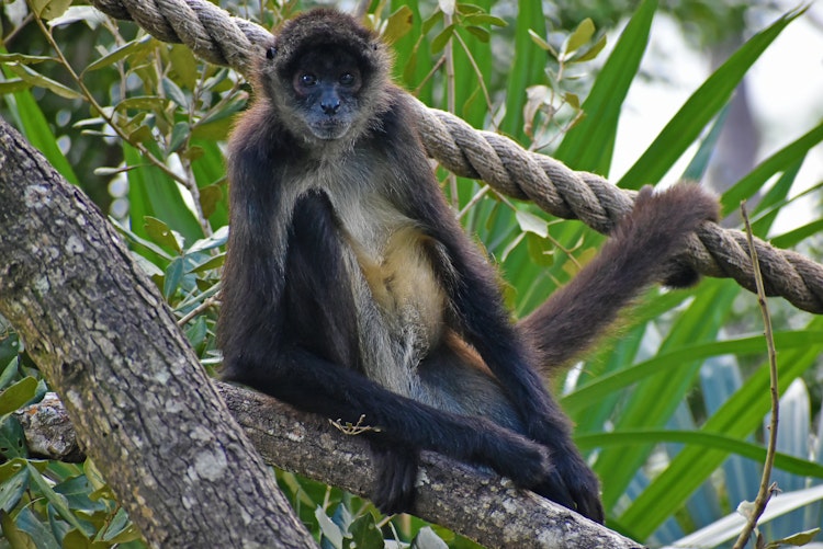 Photo of Yucatan Spider Monkeys